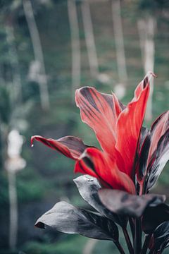 Wilde kleurrijke rode plant in Bali, Indonesië van Troy Wegman