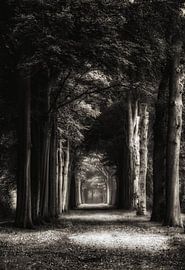 Follow The Light by Andrea Otte