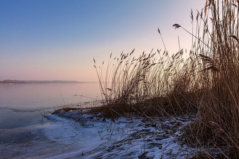 Schilf am Ufer des Salzhaff bei Rerik im Winter von Rico Ködder