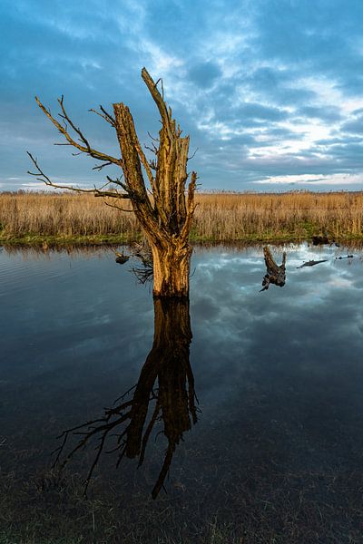 Arbre coulé par Floris van Woudenberg