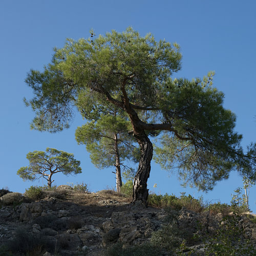 Black pines in Troodos