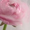 Kopf in den Wolken: Die rosa Ranunkel von Marjolijn van den Berg