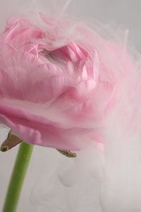 Kopf in den Wolken: Die rosa Ranunkel