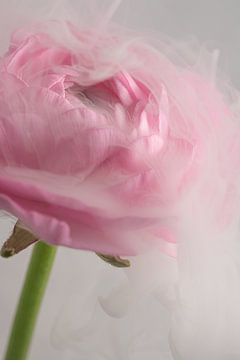Kopf in den Wolken: Die rosa Ranunkel von Marjolijn van den Berg