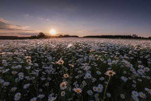 Zee van bloemen