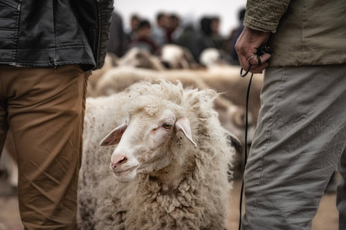 Schaap op kamelenmarkt in Guelmim Marokko