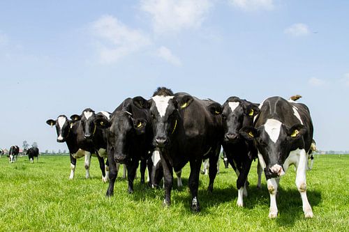 nieuwsgierige Koeien.