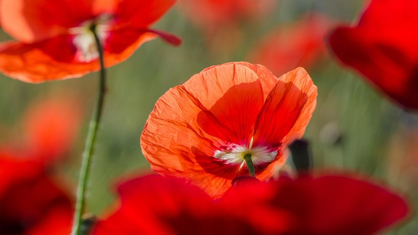 Klaproosrood par Yvonne van der Meij