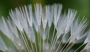 Pluisjes