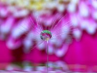 Löwenzahnflaum violetter Hintergrund