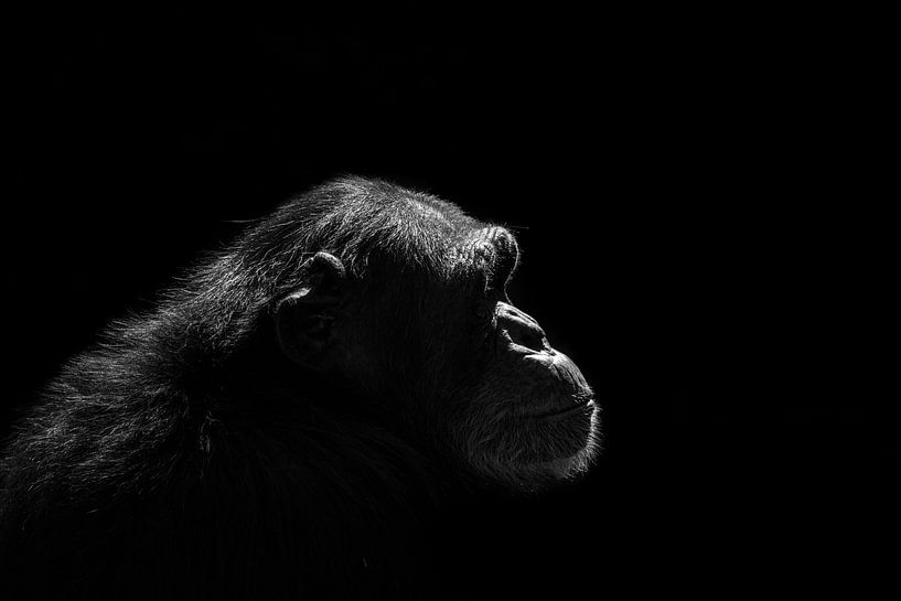 Chimpansee silhouet van FotovanHenk