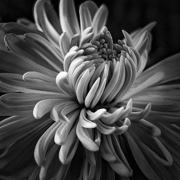 Faded Chrysant #8382 van Daan Overkleeft