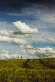 Cypresses in barley field - picturesque landscape by Dirk Wüstenhagen
