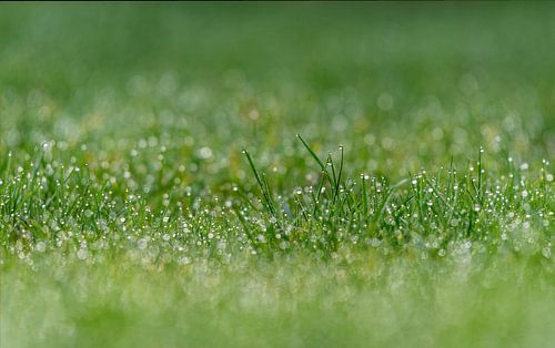 Wiese mit Bokeh und Taunahaufnahme