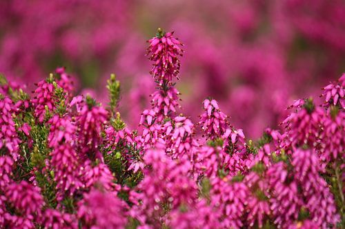 lente! ... roze, rozer, rozest I