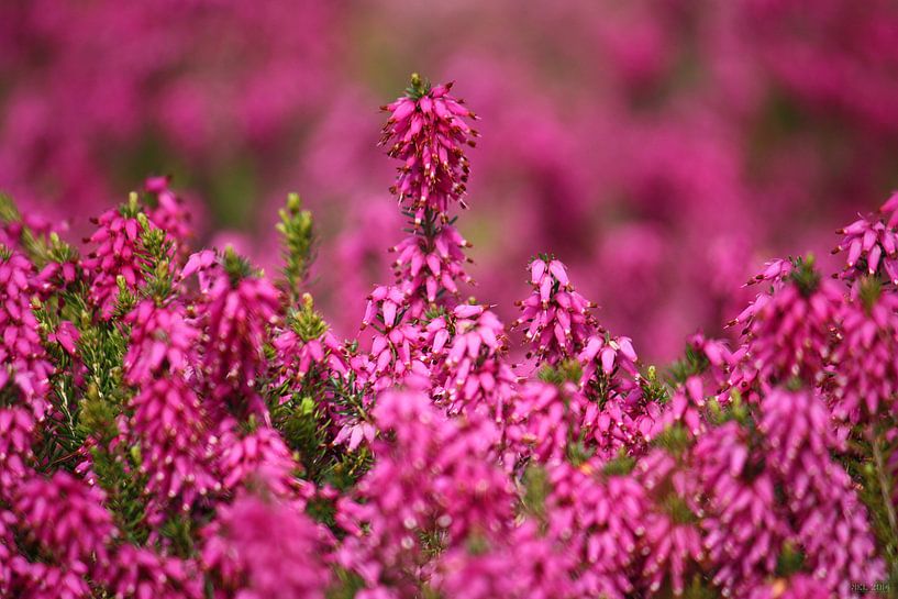 springtime! ... pink, pinker, pinkest I von Meleah Fotografie