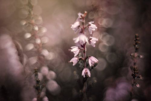Close up van bloeiende heide