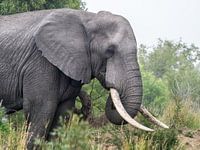 Olifant Close up