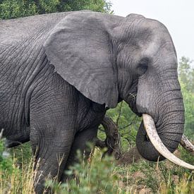 Gros plan sur les éléphants sur Karin vd Waal