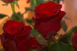 FLORAL : RED ROSES by Photoart-Naegele