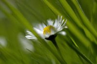 Liefje in het gras
