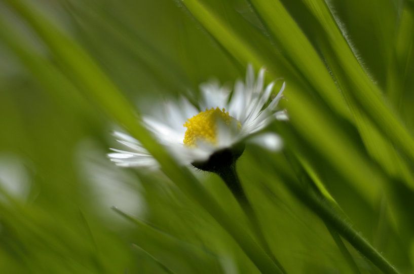 Liefje in het gras von Koos Haantjes