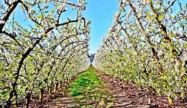 blühende Apfelbäume im Sonnenschein von Werner Lehmann