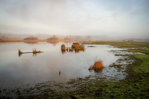 Meertje op Lentevreugd