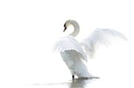 Wild white swan in high key by Albert Beukhof thumbnail