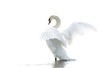 Wild white swan in high key