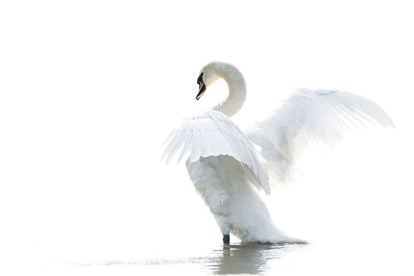 Wild white swan in high key by Albert Beukhof