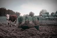 Blaarkop cow in the pasture by Elianne van Turennout thumbnail