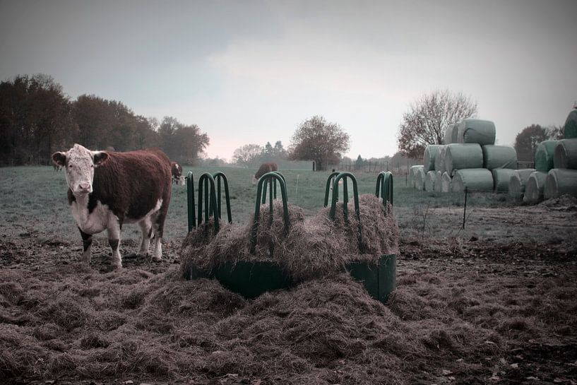 Blaarkop cow in the pasture by Elianne van Turennout