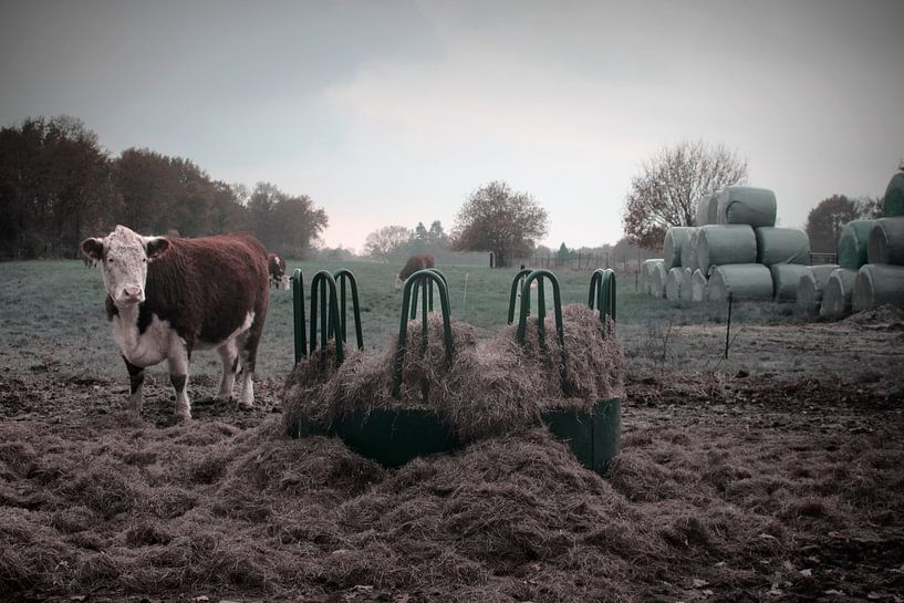 Calming Autumn Scene: Blaarkop cow Grazes in the Meadow of Onlanden by Elianne van Turennout