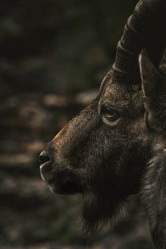 ZIegenbock von Larsphotografie