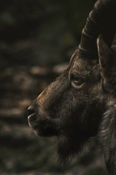 ZIegenbock by Larsphotografie
