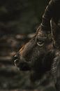 ZIegenbock by Larsphotografie thumbnail