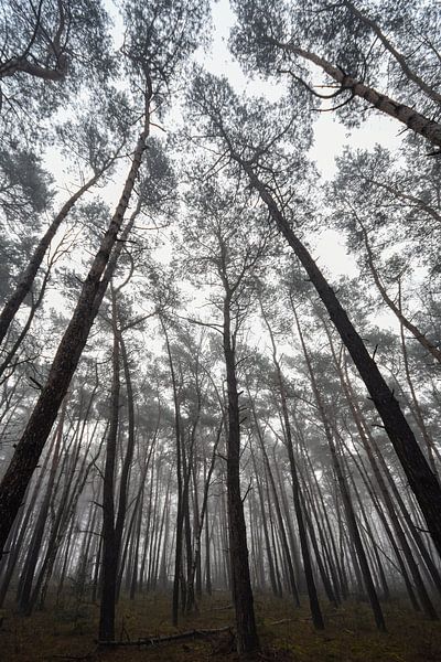 under the trees by Bart Liesenborgs