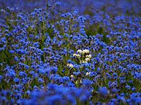Bloemenveld
