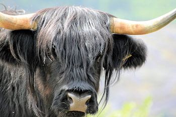 Schottischer Highlander schwarz