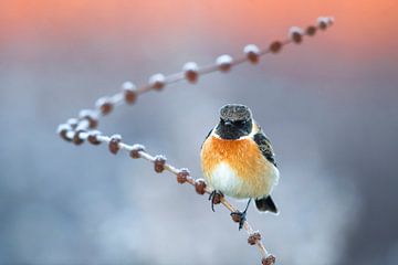 Wintering male European Stonechat (Saxicola rubicola) by AGAMI Photo Agency