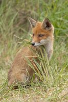 Young fox poses in the grass