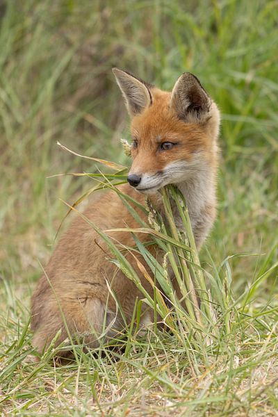 Young fox poses in the grass by HB Photography