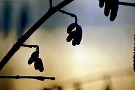 Slumber by Lisanne Rodenburg