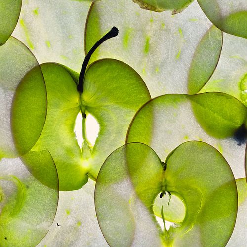 Wo Licht Fleisch liest von Cobi de Jong