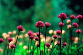 Ciboulette aux couleurs vives