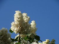 Spring Flower Collection