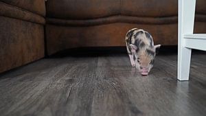geschecktes Minischweinchen in Handaufzucht