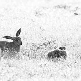 Schwarz-Weiß-Foto von zwei Hasen im Gras von Clint Steegman