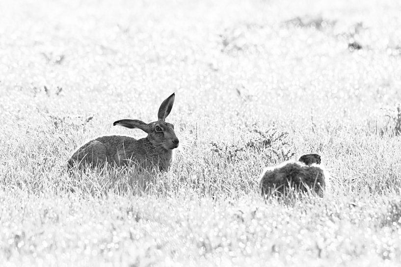 Schwarz-Weiß-Foto von zwei Hasen im Gras von Clint Steegman